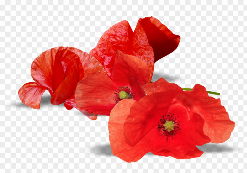 South Australia Armistice Day Anzac Remembrance Poppy Australian And New Zealand Army Corps PNG
