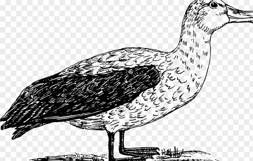 Albatross Seabird Gulls Drawing PNG