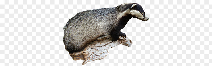 Badger PNG Badger, Honey clipart PNG