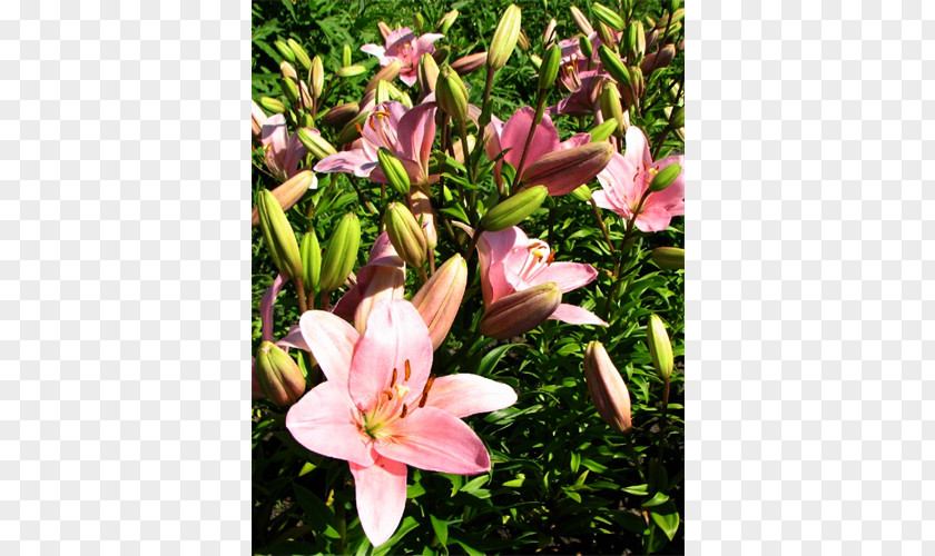 Daylily PNG