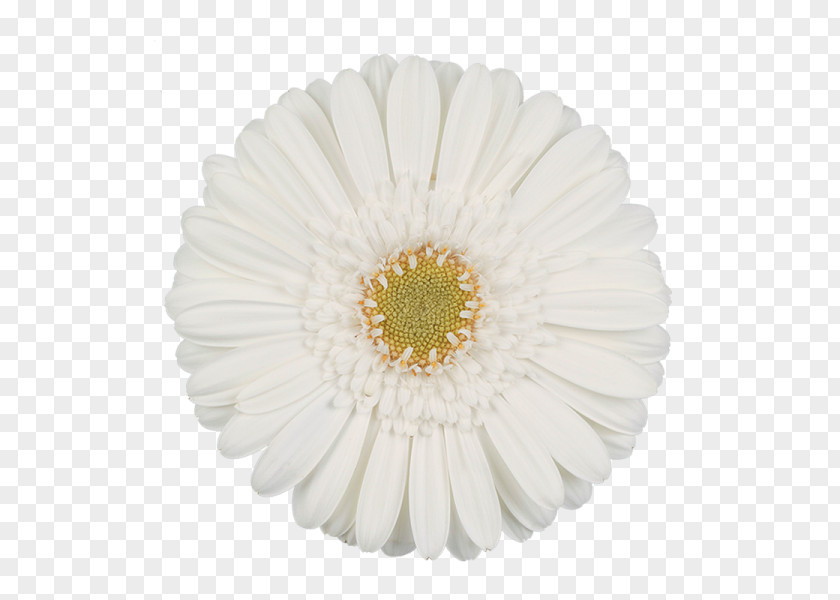 Flower Transvaal Daisy White Cut Flowers Green PNG