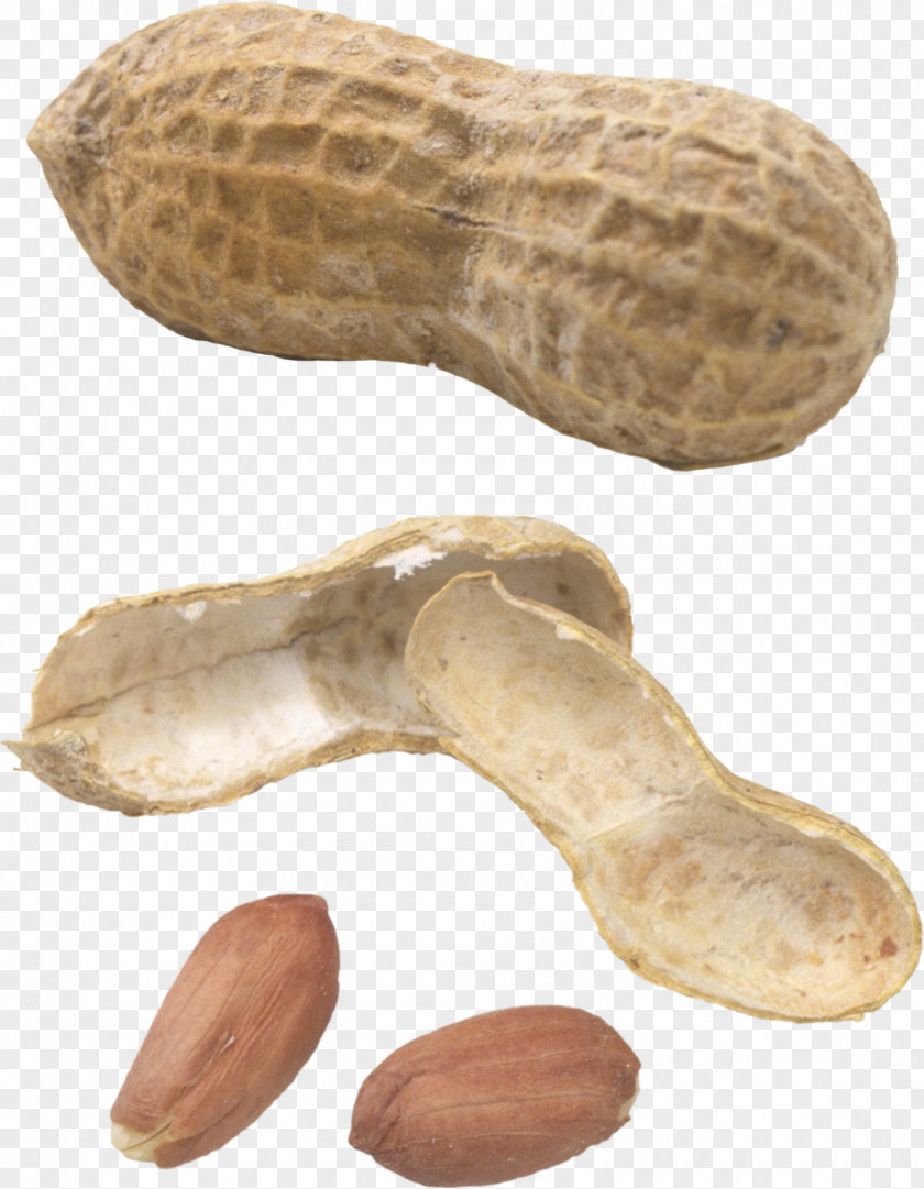 Nut Peanut Image Fat PNG
