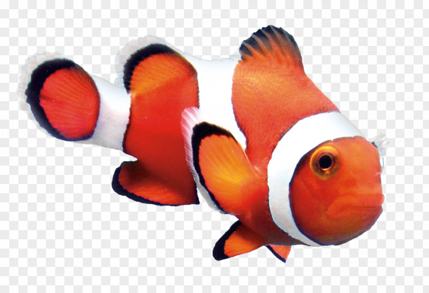 Ocellaris Clownfish Orange Goldfish PNG