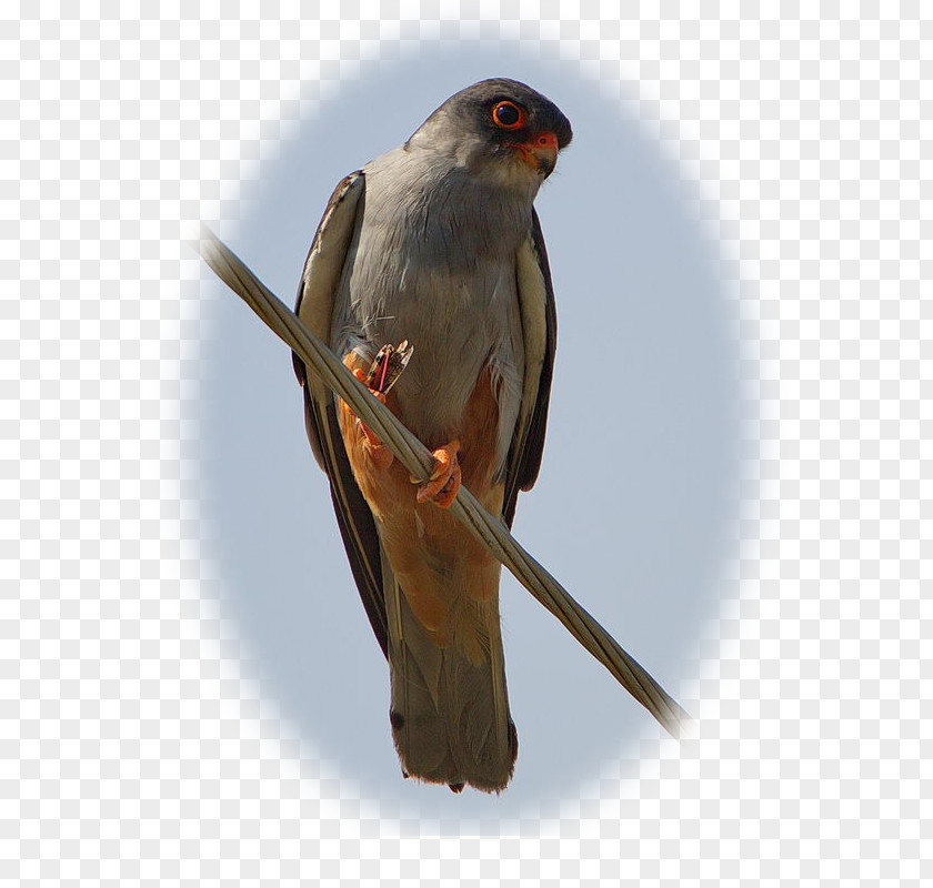Red-footed Falcon Amur Falconiformes Wing Beak PNG