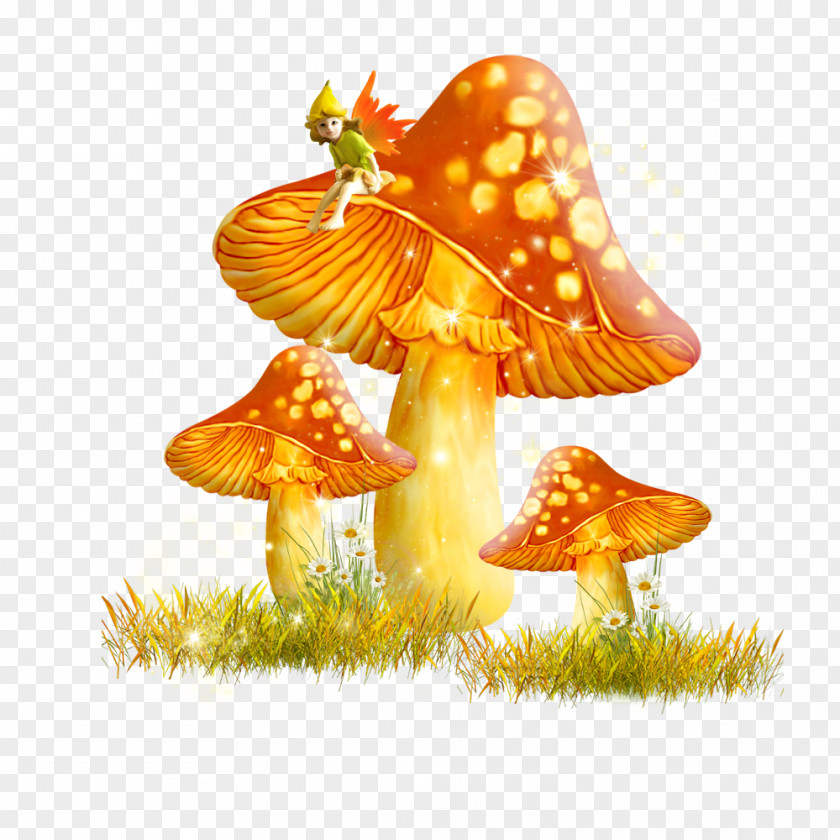 24 Information Mushroom Clip Art PNG