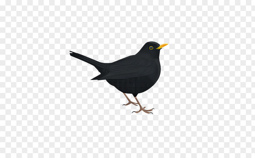 Bird Blackbird Beak Perching Songbird PNG