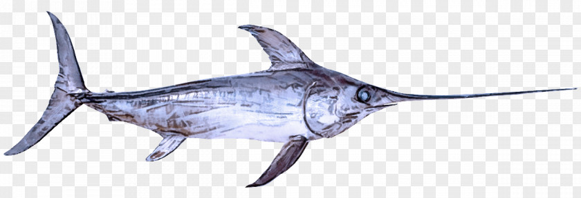 Bony Fishes Sharks Requiem Swordfish Fish PNG