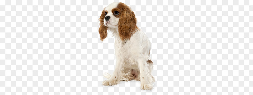 Dogs PNG clipart PNG