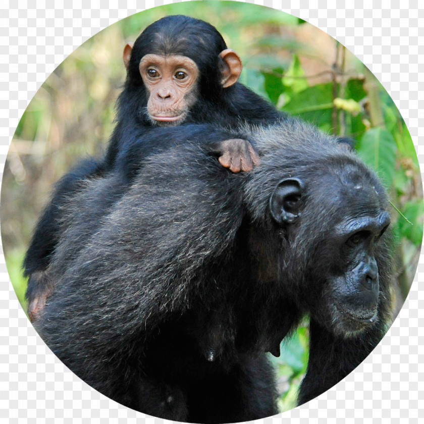 Gorilla Gombe Stream National Park Common Chimpanzee Baby PNG