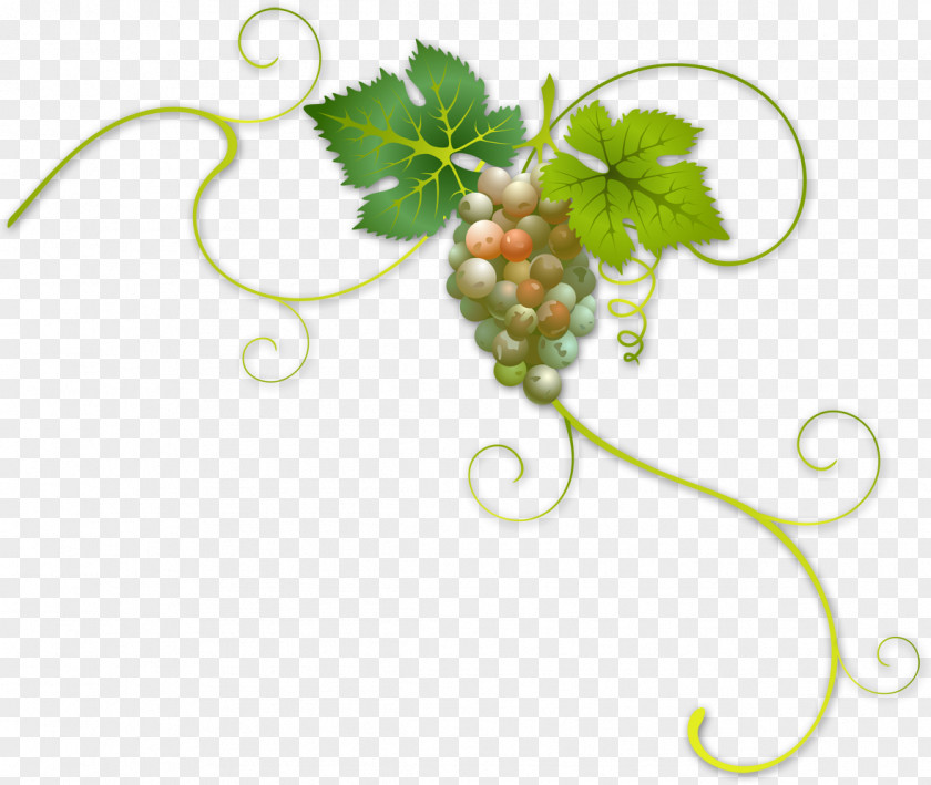 Grapes Wine Label Common Grape Vine PNG