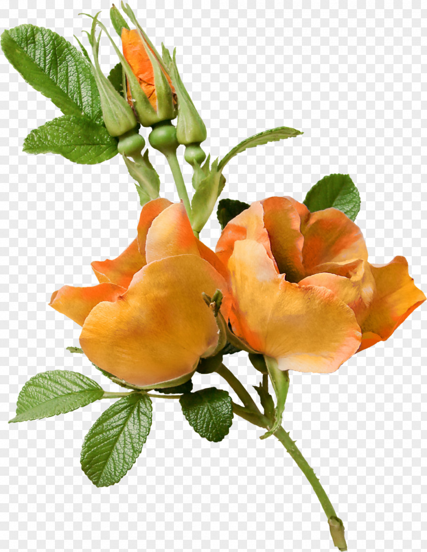 Lace Flower Garden Roses Floral Design Clip Art PNG