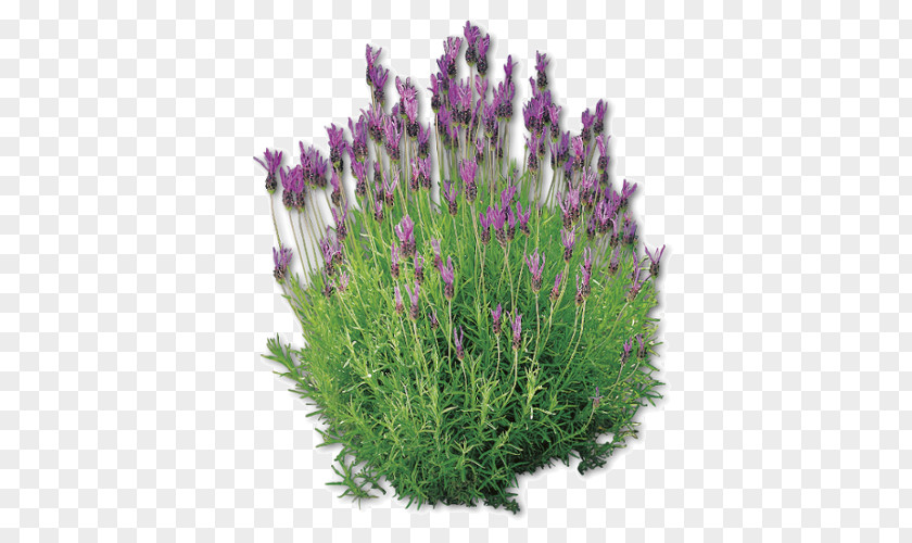 Lavanda English Lavender French Plant Pianta Aromatica Lavandula Dentata PNG