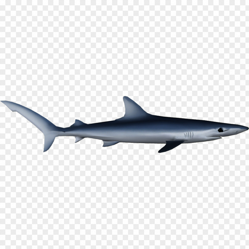 Blue Shark Oceanic Whitetip Squaliform Sharks Pelagic Fish Porpoise PNG