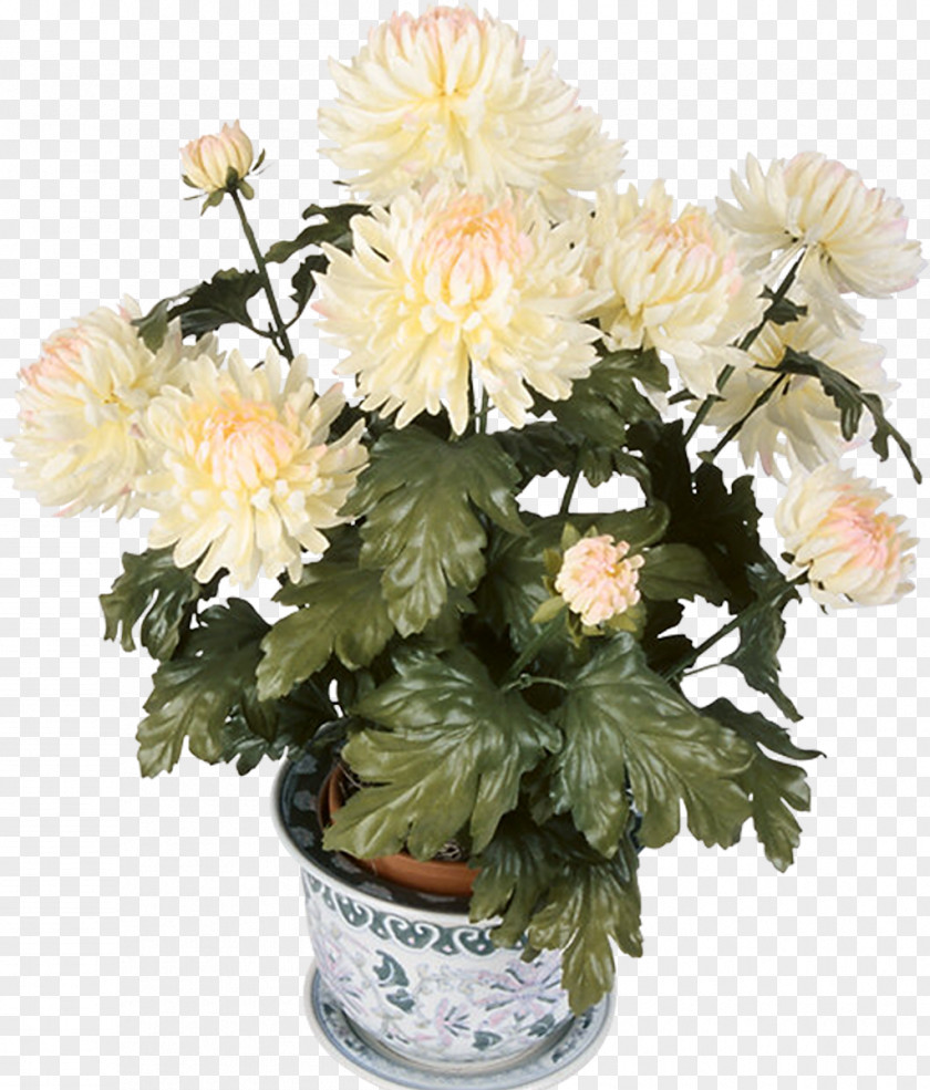 Chrysanthemum Groveland Daytona Beach Kuhn Flowers PNG