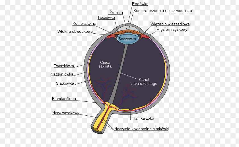 Eye Human Diagram Anatomy Visual Perception PNG