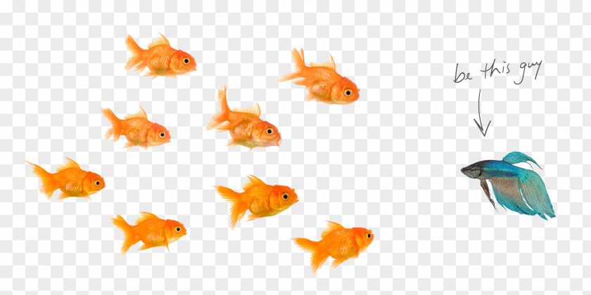 Fishes Fantail Stock Photography Fish Pet PNG