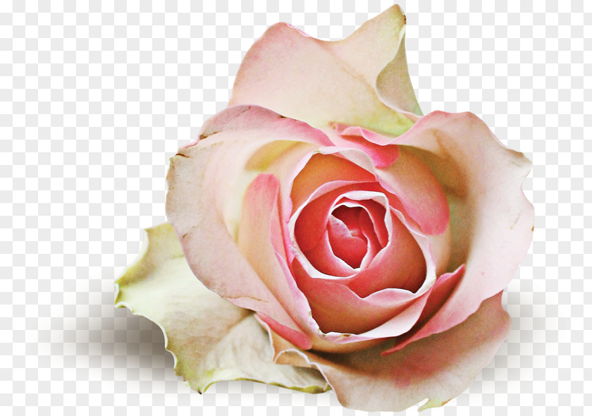Garden Roses Centifolia If(we) Floristry Cut Flowers PNG