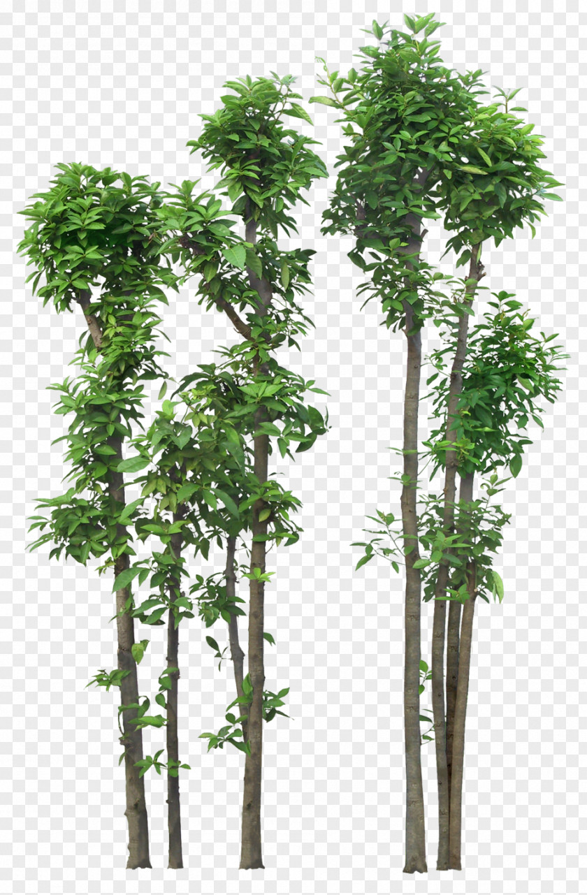 Le Bambou Shrub Clip Art Tree Image PNG