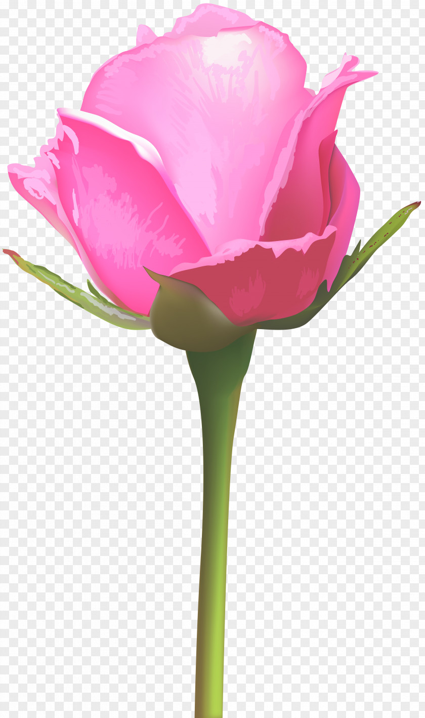 Rose Pink Flowers Floral Design PNG