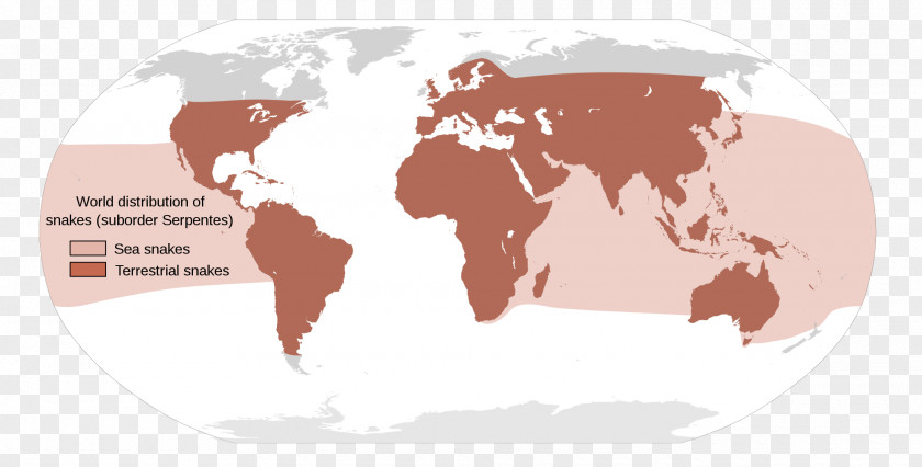 Tree Timeline Reptile Vipers Snakebite Acrochordidae Venomous Snake PNG