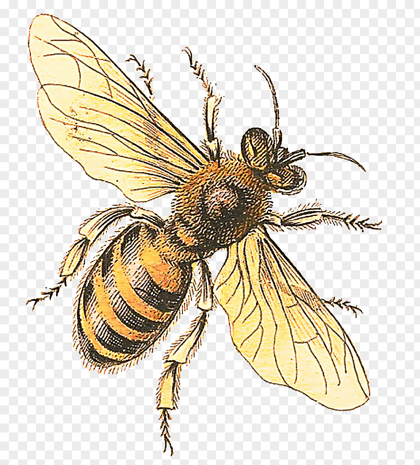Blowflies Black Fly Honey Background PNG