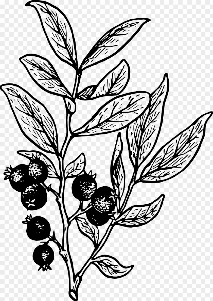 Blueberry Huckleberry Drawing Clip Art PNG