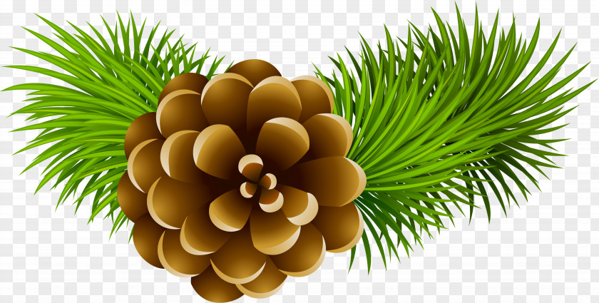 Creative Christmas Tree Branches Conifer Cone Stock Photography Pine Clip Art PNG