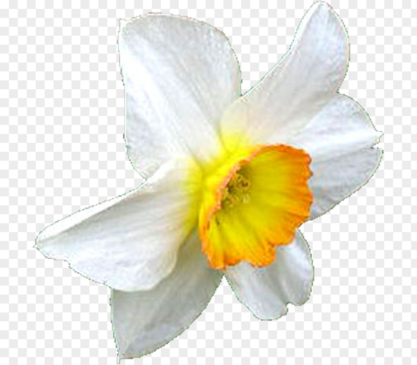 Narcissus Daffodil Flower Clip Art PNG