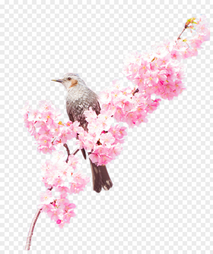 The Birds Are Decorated On Peach Branches Download PNG