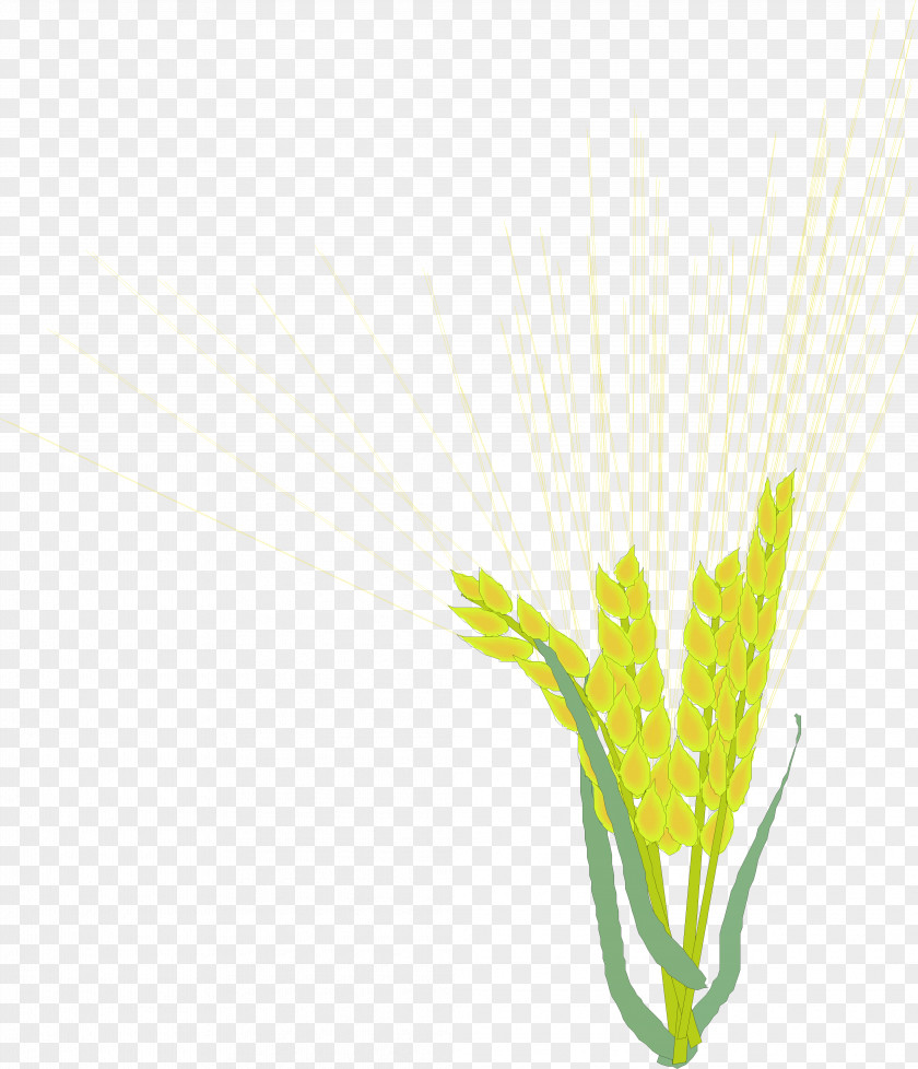 Barley,Rice,paddy,Rice,paddy,food Rice Barley PNG