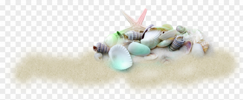 Beach Shell Seashell Sand PNG