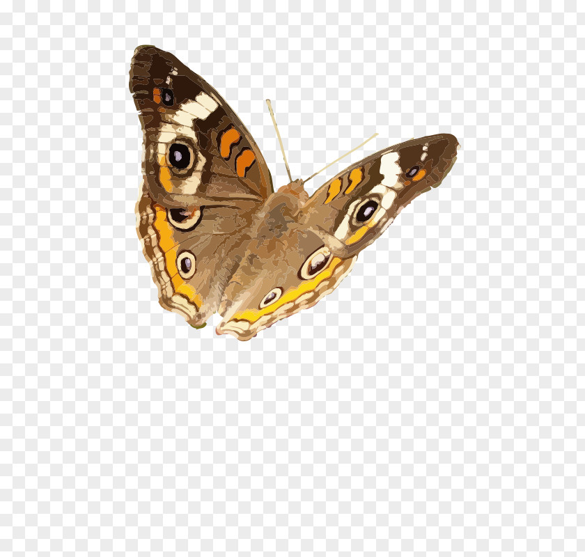 Butterfly Brush-footed Butterflies Insect Common Buckeye Clip Art PNG
