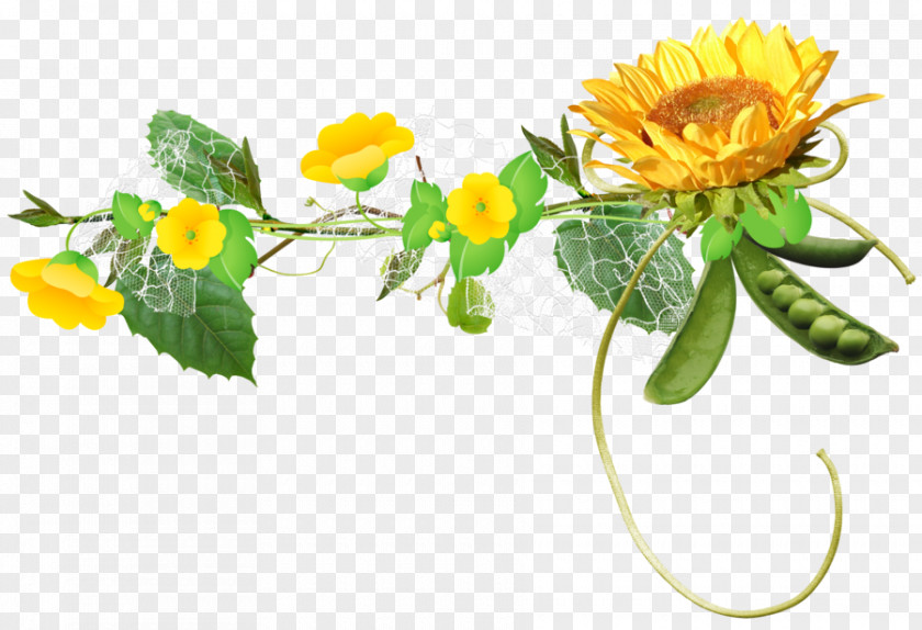 гвоздика Common Sunflower Clip Art PNG