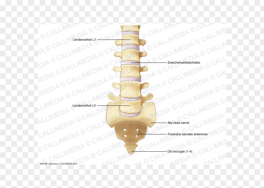 Intervertebral Foramen Lumbar Vertebrae Rachis Vertebral Column Bone PNG