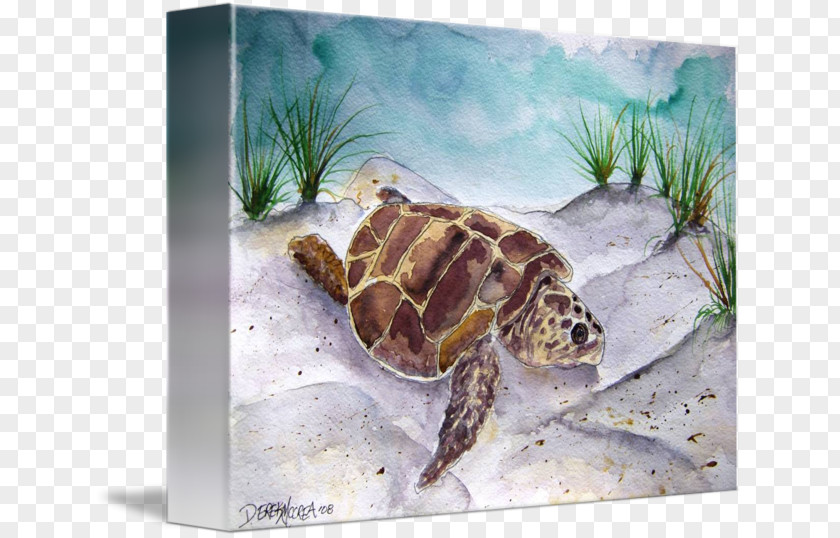 Turtle Loggerhead Sea Watercolor Painting PNG