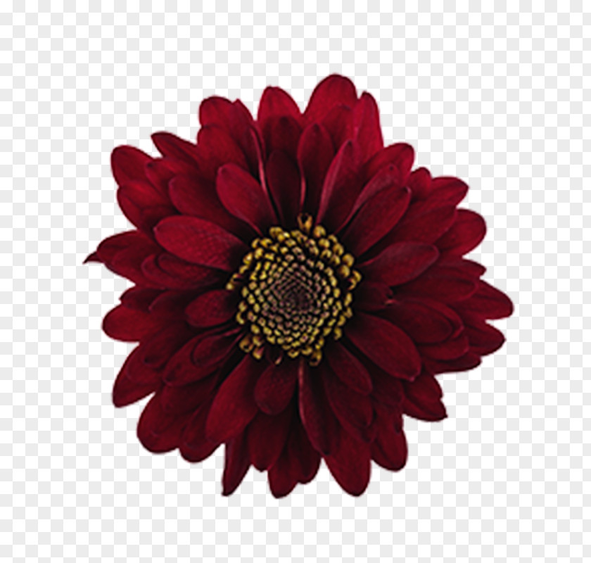 Flower Burgundy Pretzel Digital Marketing Rubber Bands PNG