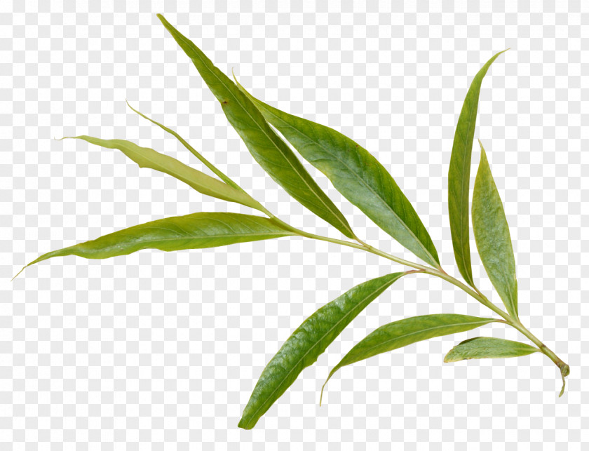 Leaf Clip Art Plants Tree PNG