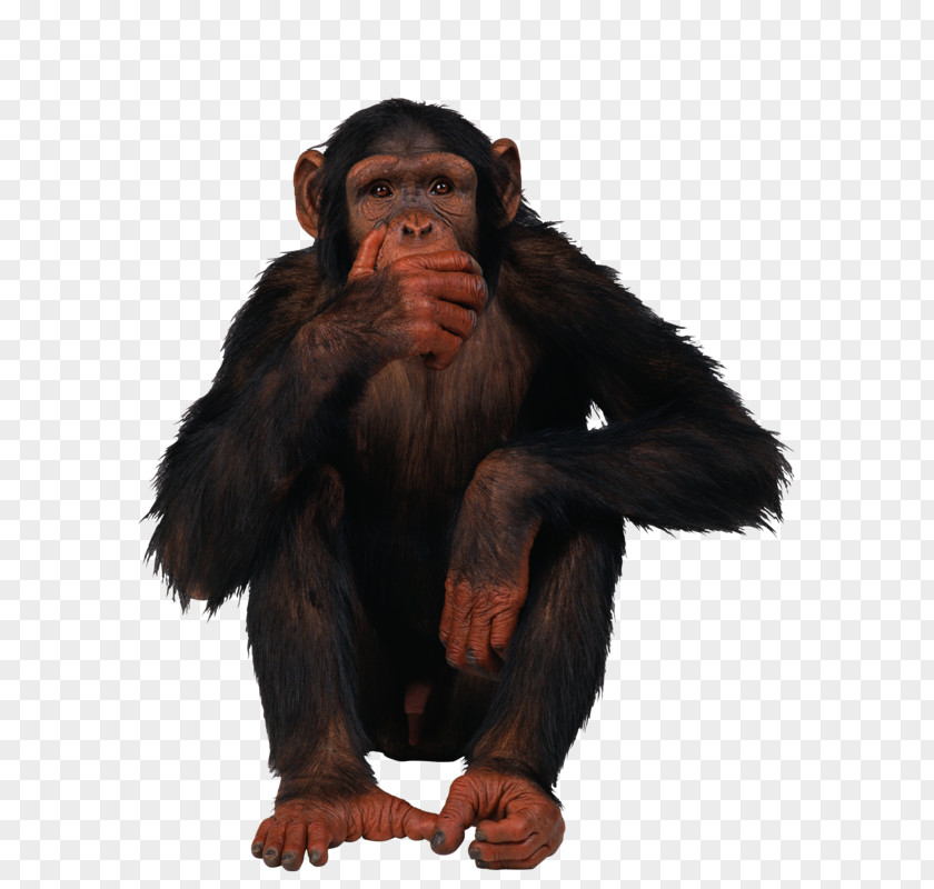 Monkey Common Chimpanzee Ape Clip Art PNG