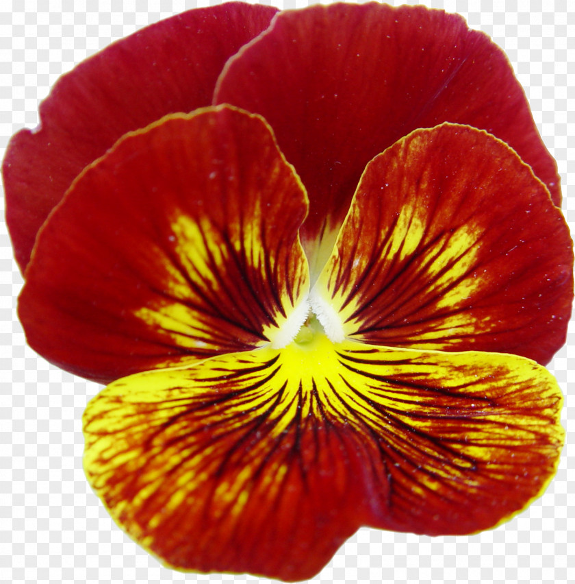 Pansies Pansy Annual Plant Close-up PNG