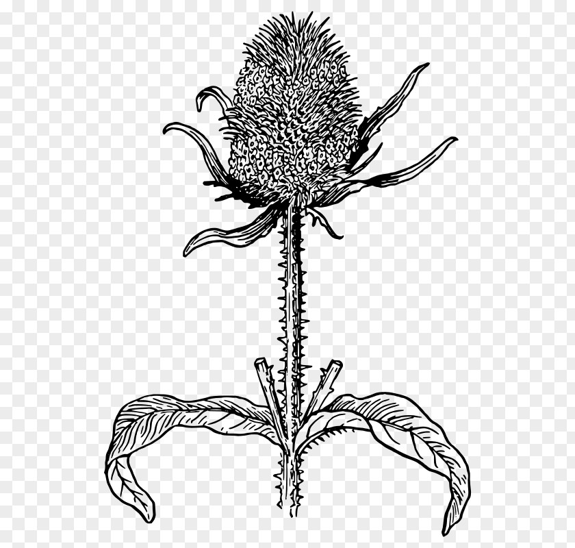 Plant Thistle Botany Drawing Leaf PNG
