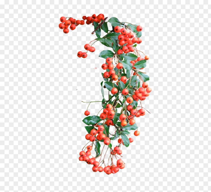 Red Berry Branches Pink Peppercorn Art Branch Floral Design Leaf PNG