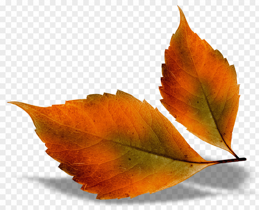 Autumn Leaves Leaf Color PNG