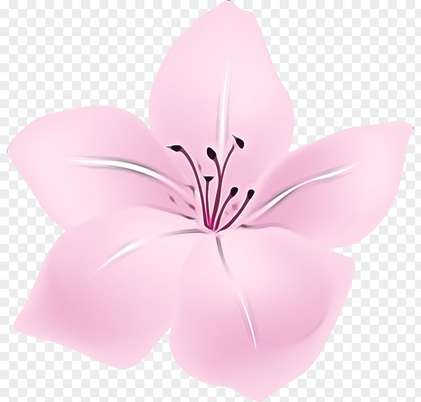 Lily Flower Floral PNG