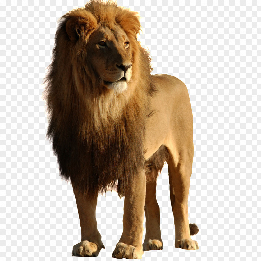 Lion Cat Jaguar Desktop Wallpaper Leopard PNG
