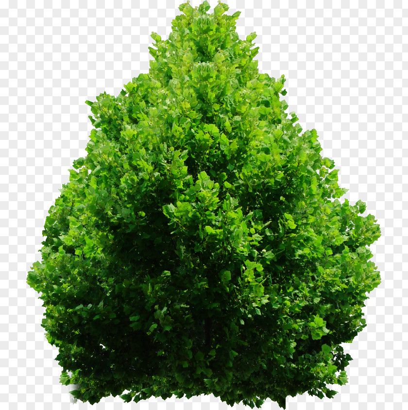 Shrub Plan Tree Evergreen DeviantArt PNG