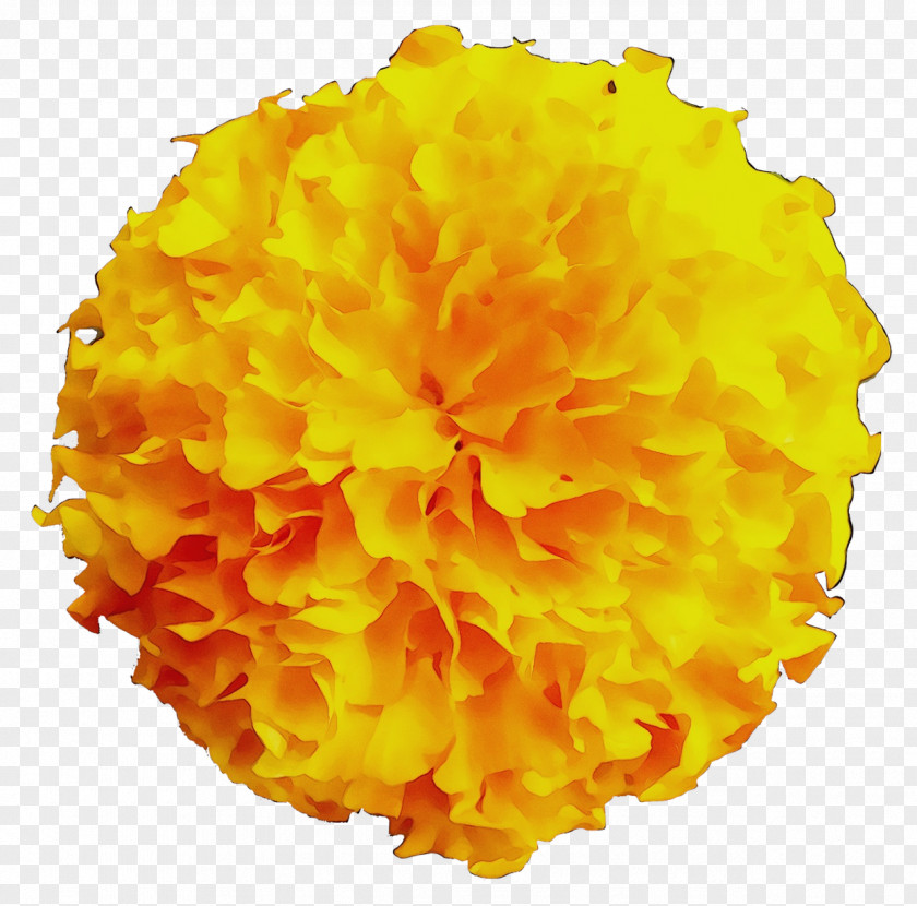 Yellow Cut Flowers PNG