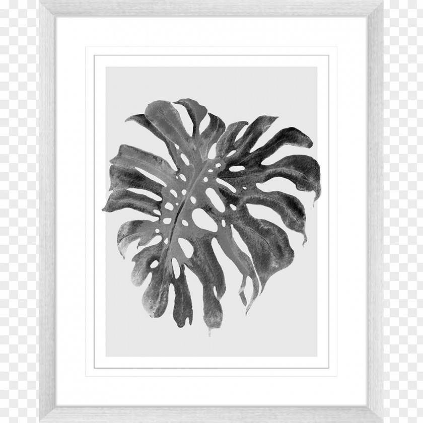 Monstera Frame Picture Frames Photography Square Furniture PNG