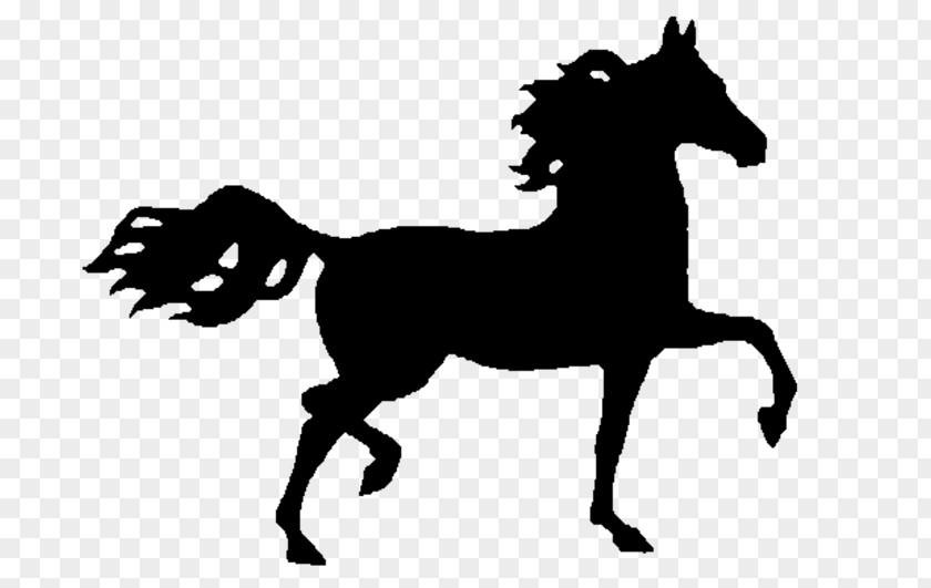Mustang Arabian Horse Nokota Stallion American Paint PNG