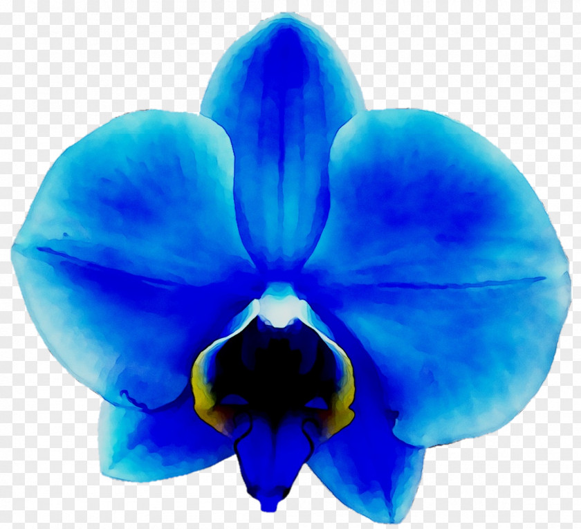 Orchids Clip Art Vanda Coerulea Blue PNG