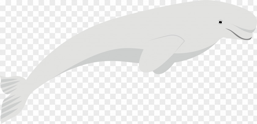 White Dolphin Vector Beak Marine Mammal Black PNG